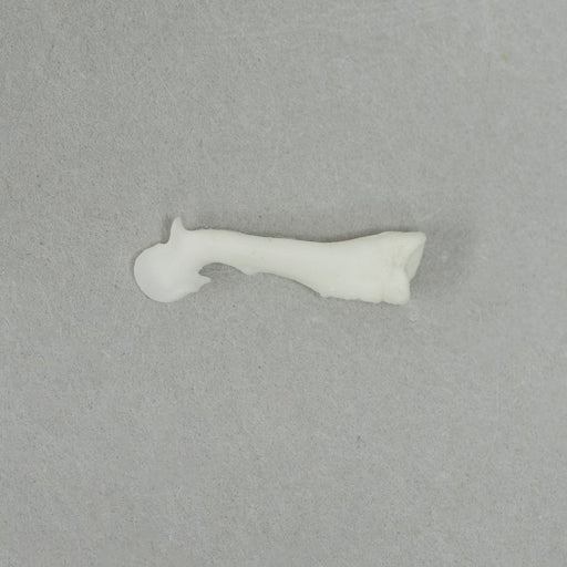 Real Squirrel Baculum-Single