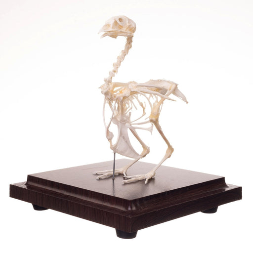 Real Quail Skeleton - Economy