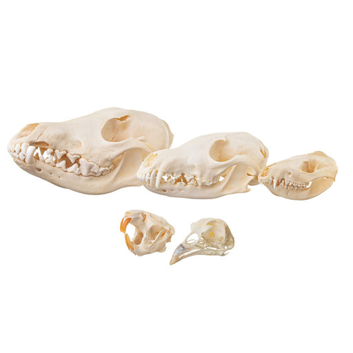 Real Bag-O Standard Dietary Comparative Skull Set