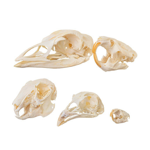 Real Comparative Skull Kit - Prime Collection