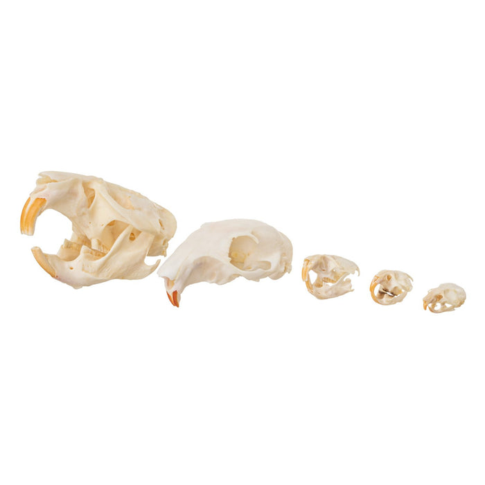 Real Comparative Skull Kit - Rodent Collection