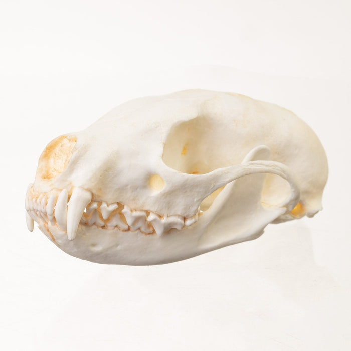 Replica Fisher Skull (Female)