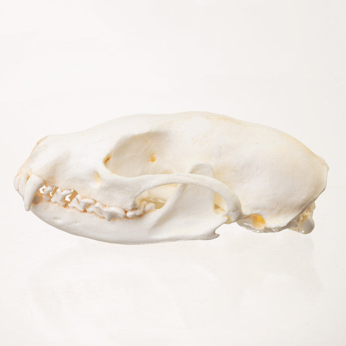 Replica Fisher Skull (Female)