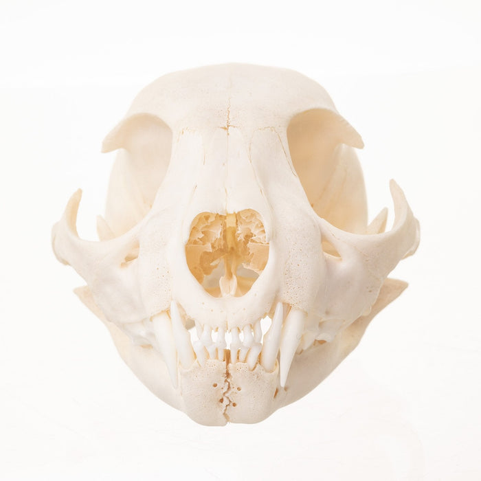 Real Bobcat Skull - Adolescent