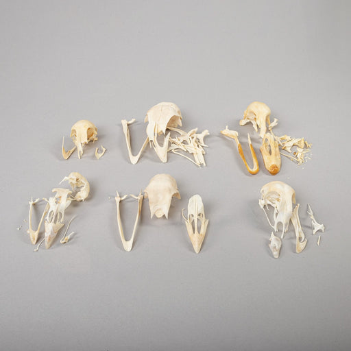 Real Bag-O-Aves Skulls (Damaged)