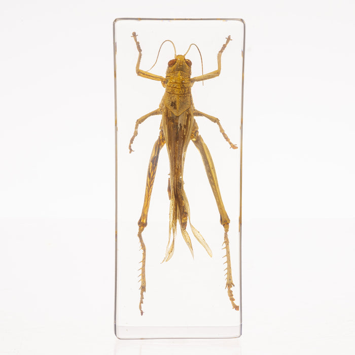 Real Grasshopper in Acrylic Paperweight