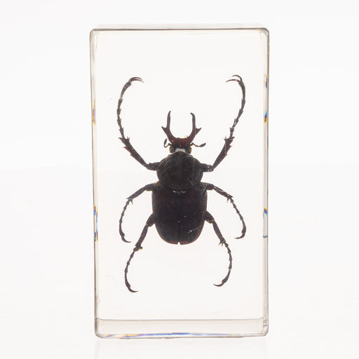 Real Antler Horned Beetle in Acrylic Paperweight