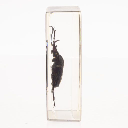 Real Antler Horned Beetle in Acrylic Paperweight