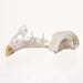 Real Chicken Skull - Damaged