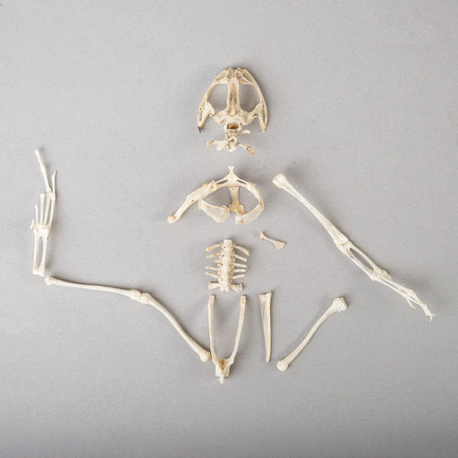 Real Frog Skeleton