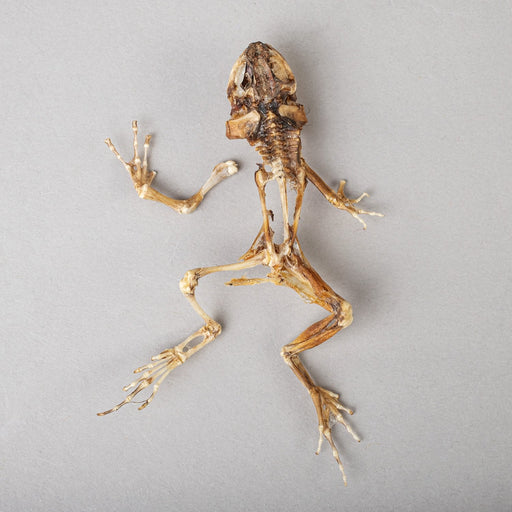 Real Frog Skeleton