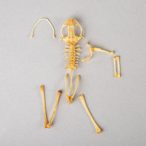 Real Frog Skeleton