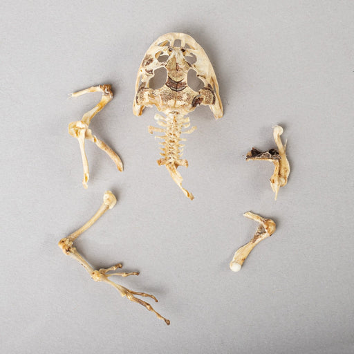 Real Frog Skeleton