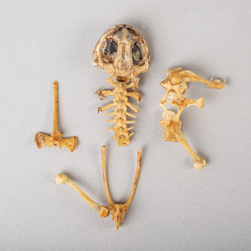 Real Frog Skeleton