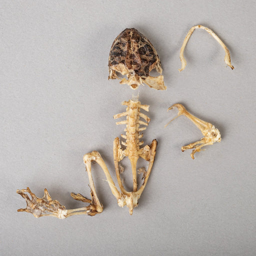 Real Frog Skeleton