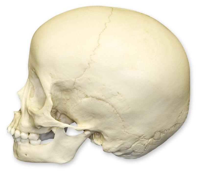 Replica 3-year-old Human Child Skull