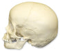 Replica 3-year-old Human Child Skull