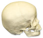 Replica 3-year-old Human Child Skull