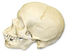 Replica Human Skull - African Male