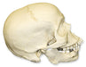 Replica Human Skull - African Male