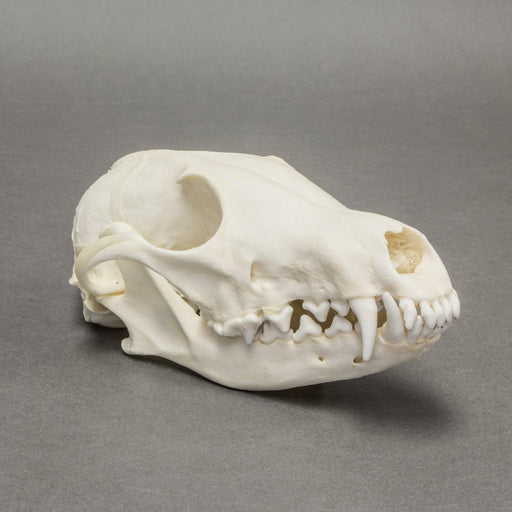 Real Arctic Fox Skull