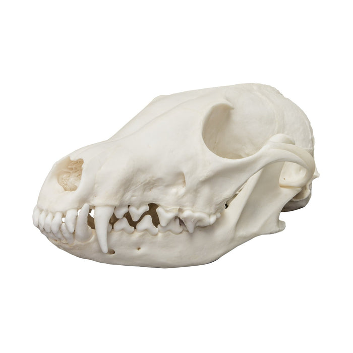 Real Arctic Fox Skull