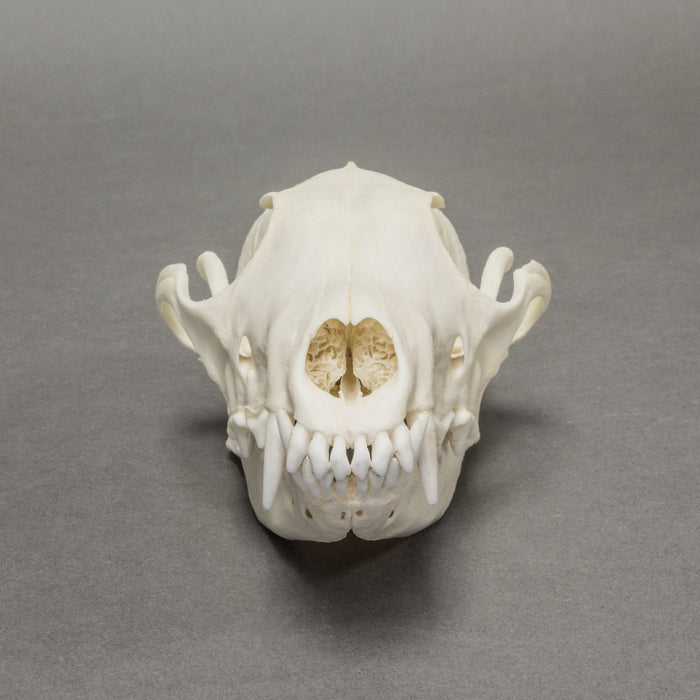 Real Arctic Fox Skull