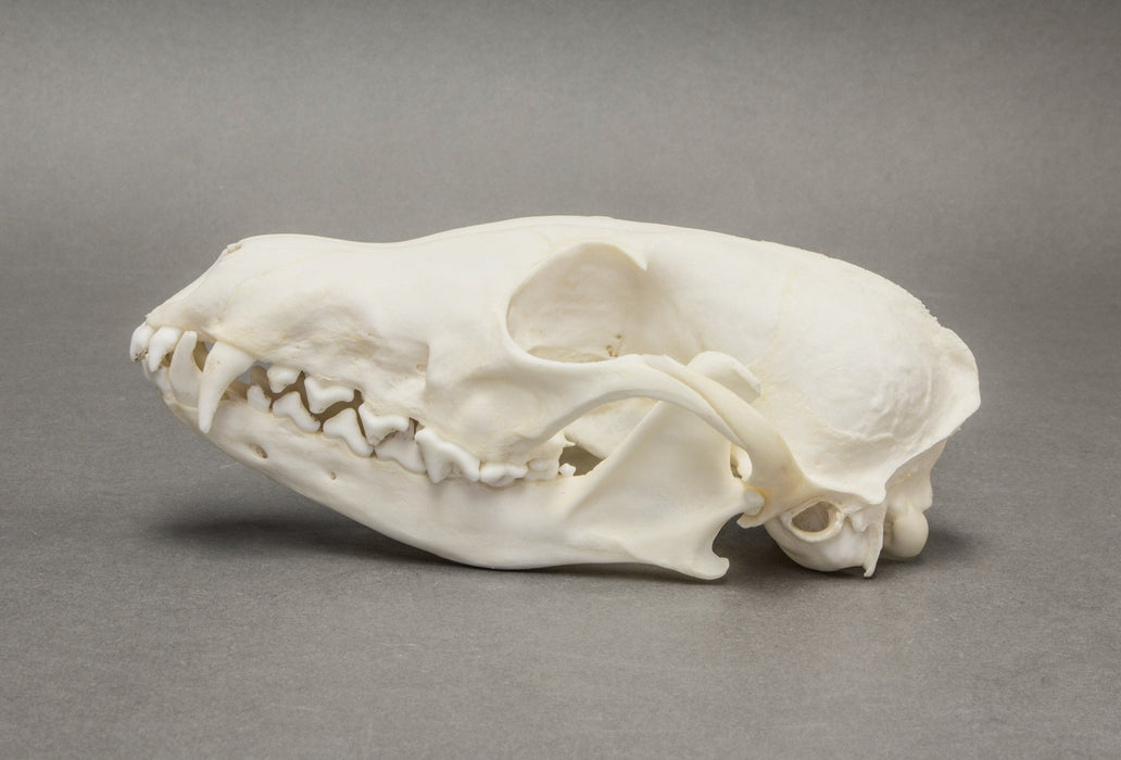 Real Arctic Fox Skull