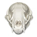 Real American Badger Skull