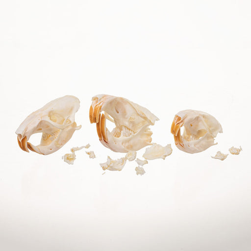 Real Bag-O-Pocket Gopher Skulls