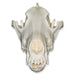 Replica Gray Wolf Skull (Teaching Quality)