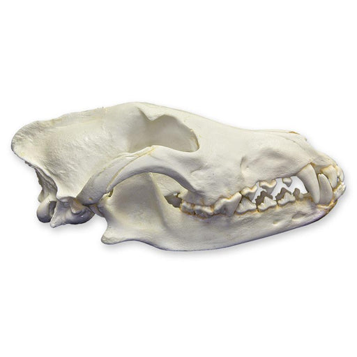 Replica Gray Wolf Skull (Teaching Quality)