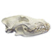 Replica Gray Wolf Skull (Teaching Quality)