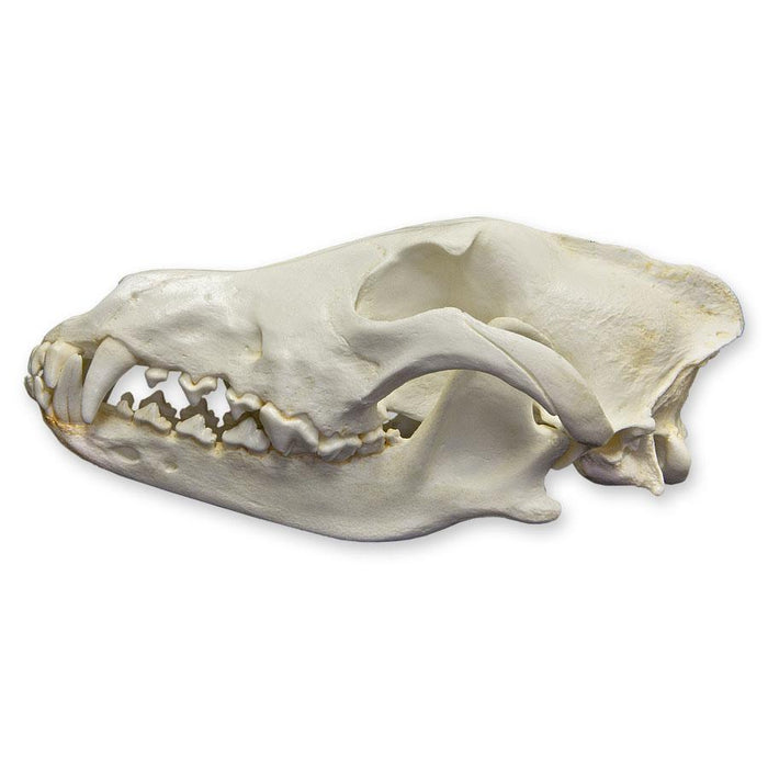 Replica Gray Wolf Skull (Teaching Quality)