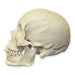 Replica Human Skull - Asian Male