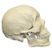 Replica Human Skull - Asian Male