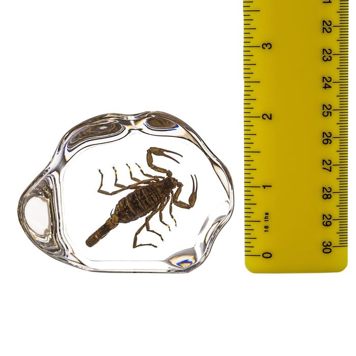 Real Brown Scorpion in Acrylic Paperweight