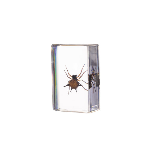 Real Spiny Spider Paperweight - Small