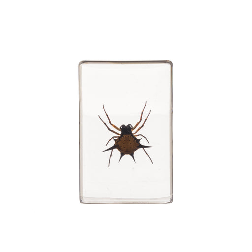 Real Spiny Spider Paperweight - Small