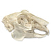 Real Predator and Prey Skull Set