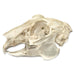 Real Predator and Prey Skull Set