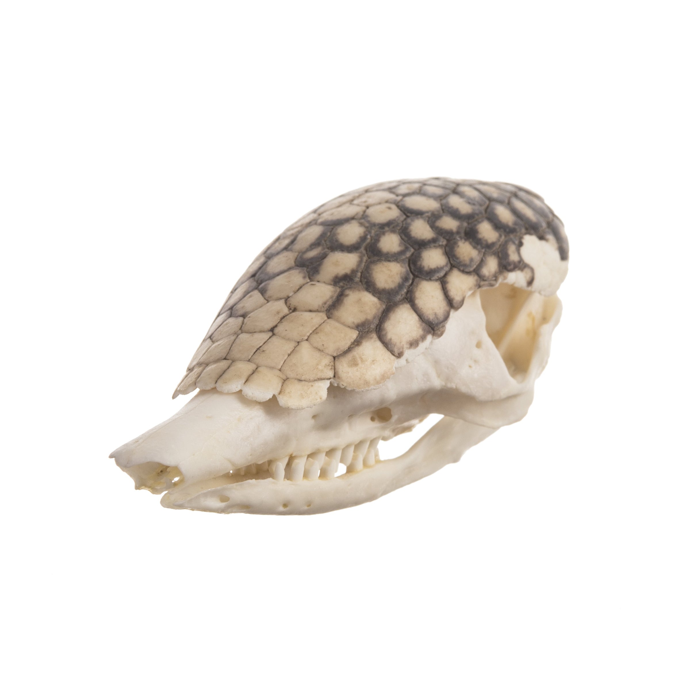 Real Nine-banded Armadillo Skull