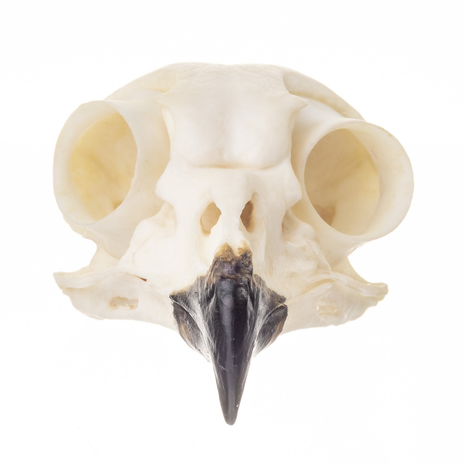 owl skull