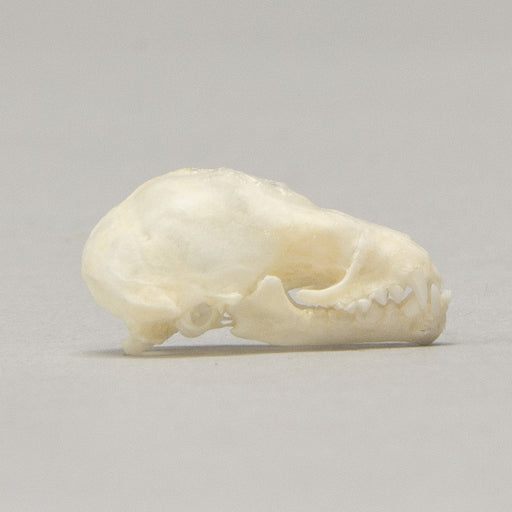 Real Seba's Short-tailed Bat Skull