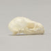 Real Seba's Short-tailed Bat Skull