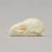 Real Seba's Short-tailed Bat Skull