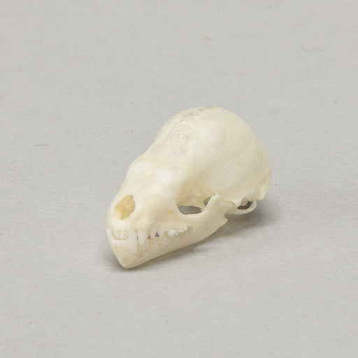 Real Seba's Short-tailed Bat Skull