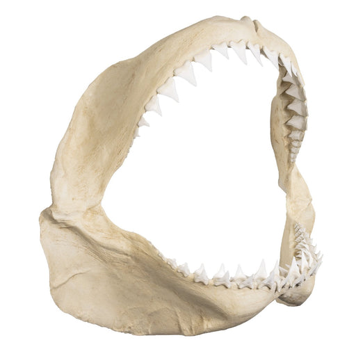 great white shark jaw bone