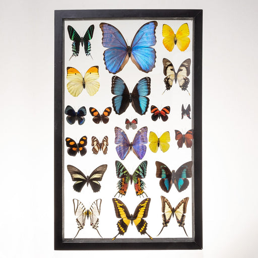 Real Taxidermy Butterflies in Black Frame - Set of 22