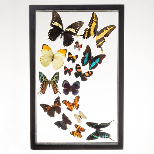 Real Taxidermy Butterflies in Black Frame - Set of 16 (Sweeping Arrangement)